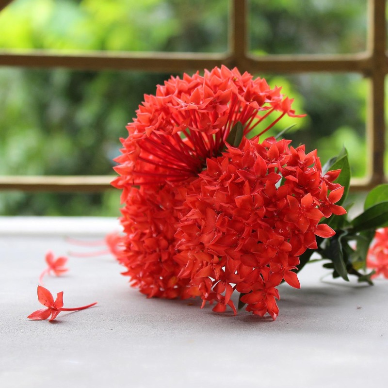 Ixora Plant