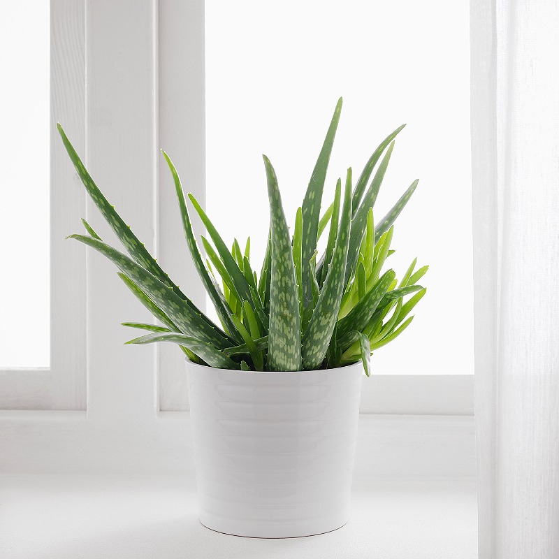 Aloe Vera plant