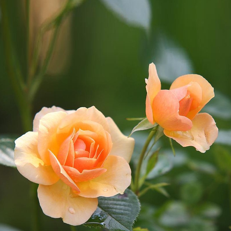 Rose Plants