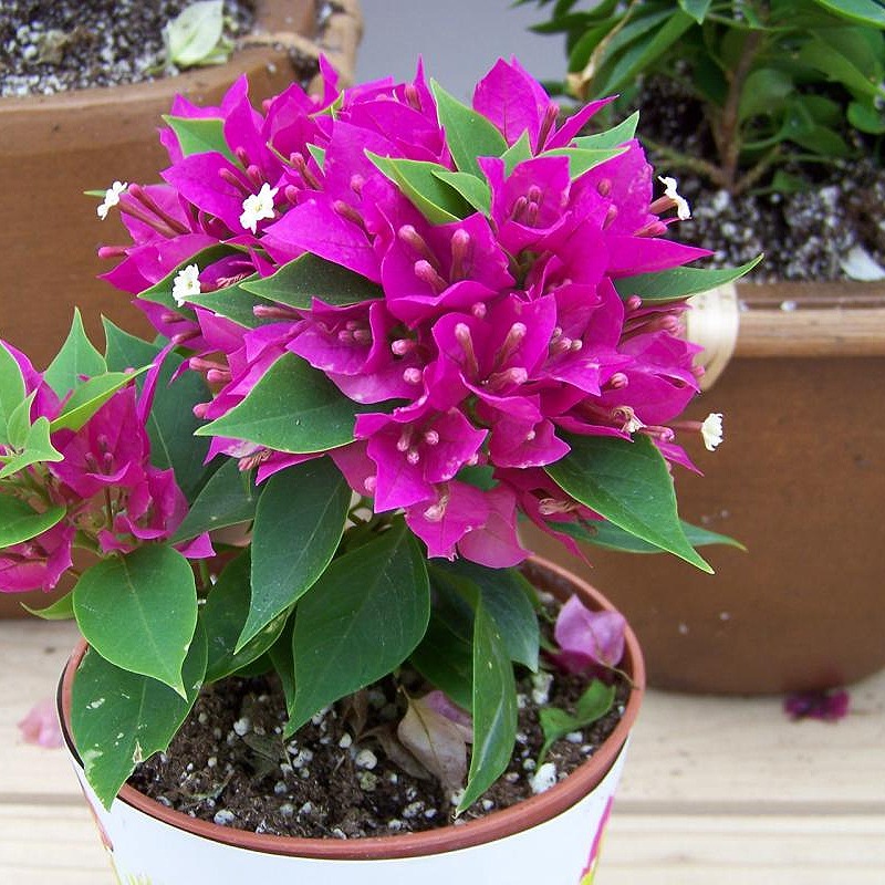 Bougainvillea Red