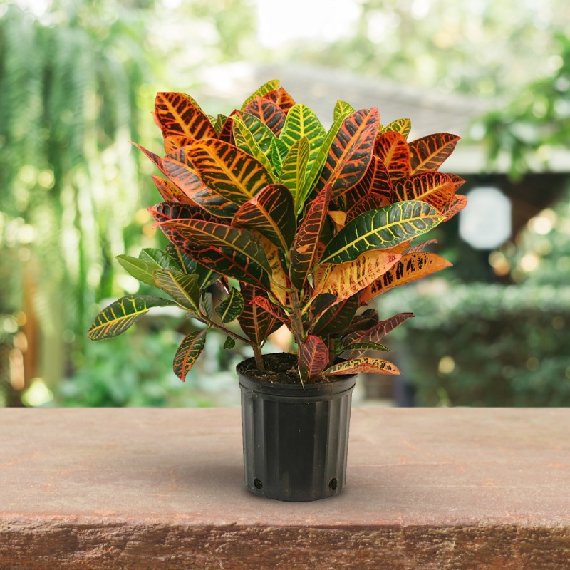 Trothic Croton Plant