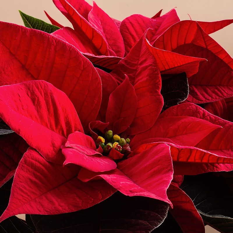 Poinsettia