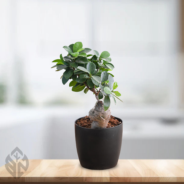 Ficus Bonsai