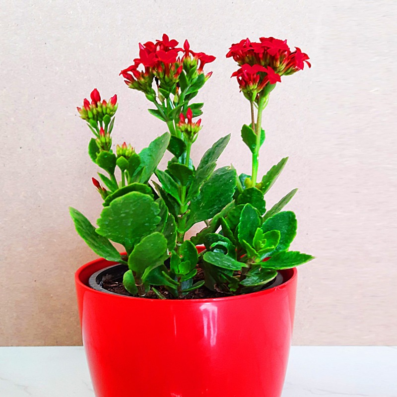 Kalanchoe